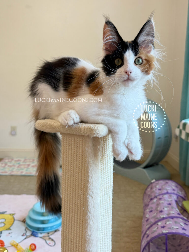 Lucki Maine Coons is a top Maine Coon breeder in Missouri. Ethically bred polydactyl Maine Coons. Lucki Maine Coons Viva Las Vegas litter of three polydactyl calico maine coon kittens.