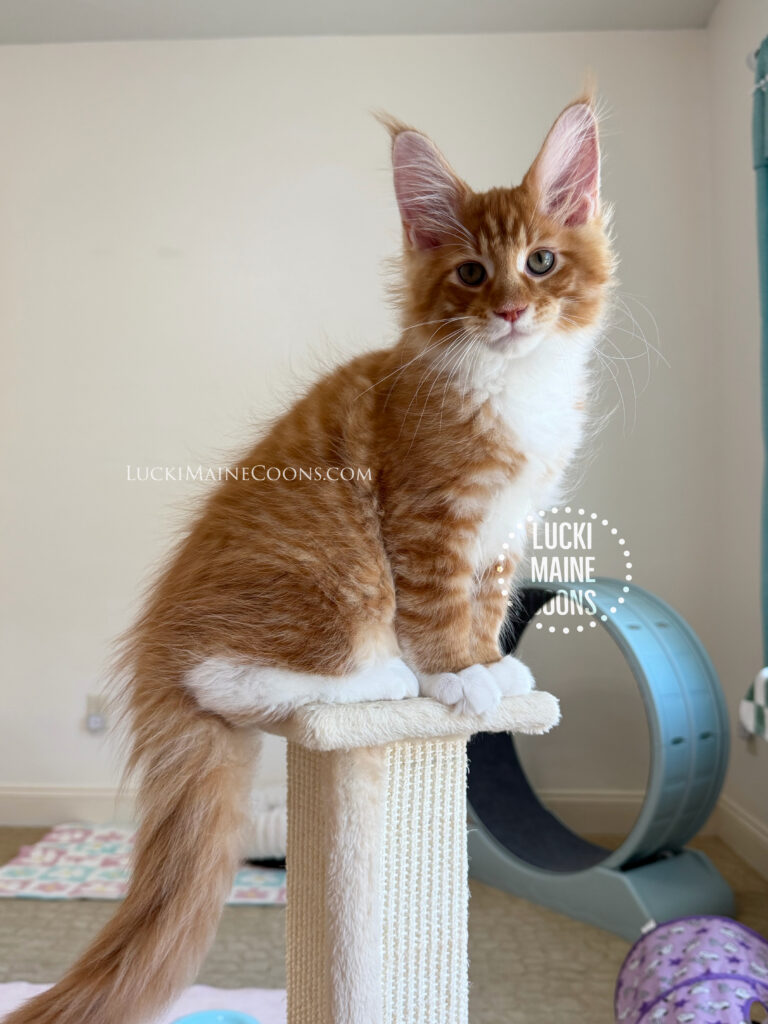 Lucki Maine Coons is a Missouri Maine Coon breeder, this is a red mackerel tabby and white maine coon kitten named Bruno Mars. Lucki Maine Coons Grammy Winners litter from LuckiMC Missdemeanor and IW RW SGC Cuzzoe Gallium of Chemicoons.