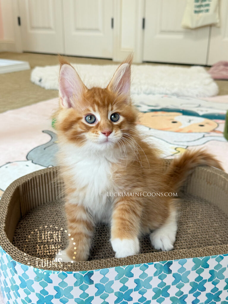 Lucki Maine Coons is a Missouri Maine Coon breeder, this is a red mackerel tabby and white maine coon kitten named Bruno Mars. Lucki Maine Coons Grammy Winners litter from LuckiMC Missdemeanor and IW   RW SGC Cuzzoe Gallium of Chemicoons.   