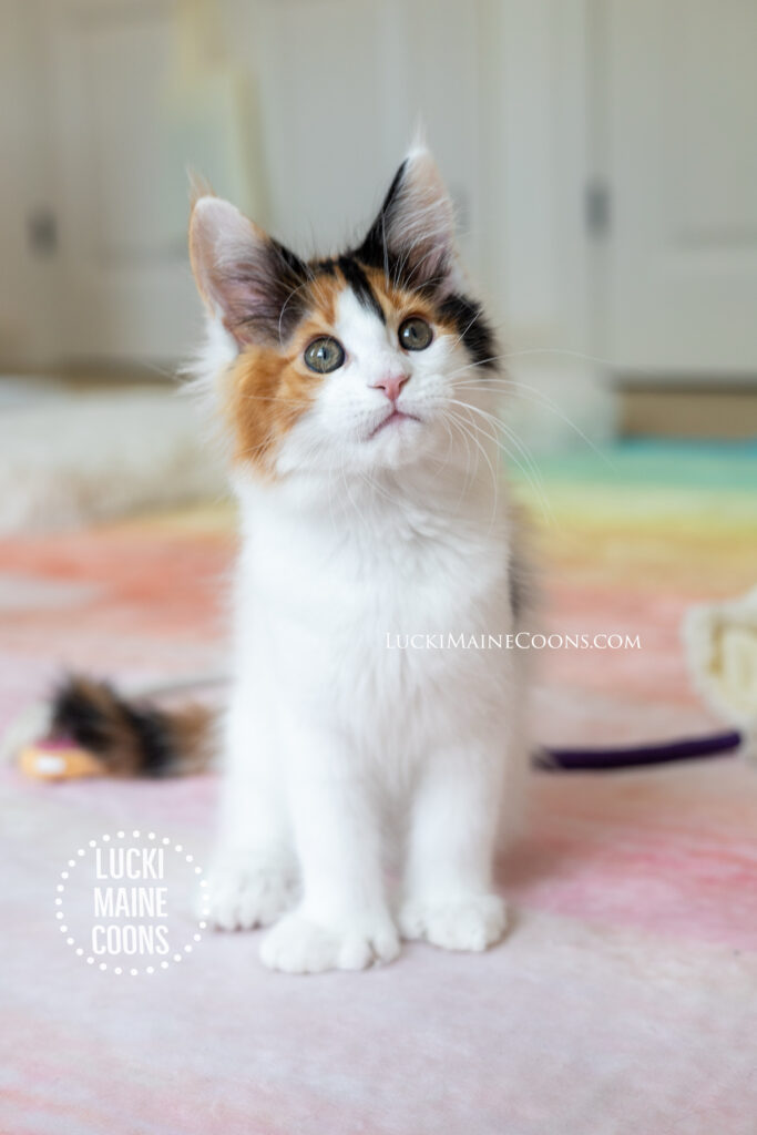 Lucki Maine Coons is a top Maine Coon breeder in Missouri. Ethically bred polydactyl Maine Coons. Lucki Maine Coons Viva Las Vegas litter of three polydactyl calico maine coon kittens. 