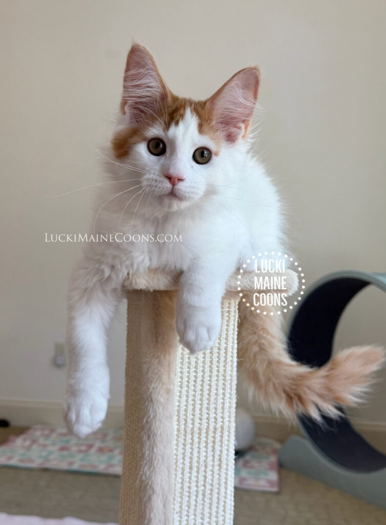 Lucki Maine Coons is a Missouri Maine Coon breeder, this is a red and white maine coon kitten named Prince. Lucki Maine Coons Grammy Winners litter from LuckiMC Missdemeanor and IW RW SGC Cuzzoe Gallium of Chemicoons.