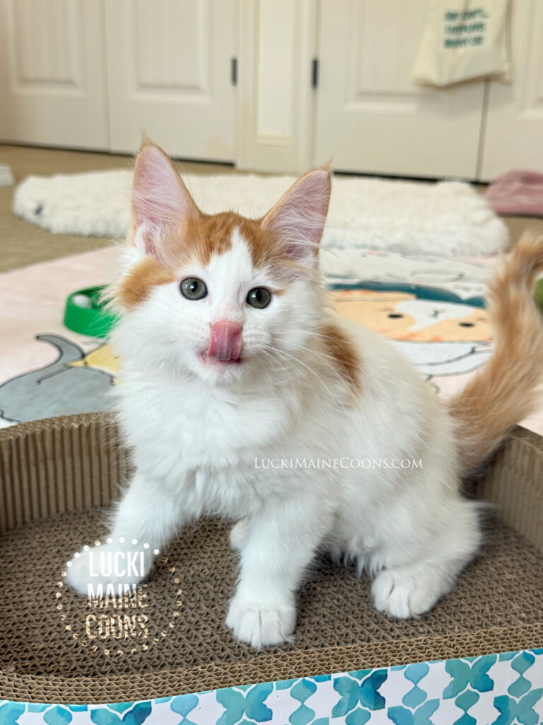 Lucki Maine Coons is a Missouri Maine Coon breeder, this is a red and white maine coon kitten named Prince. Lucki Maine Coons Grammy Winners litter from LuckiMC Missdemeanor and IW   RW SGC Cuzzoe Gallium of Chemicoons.   