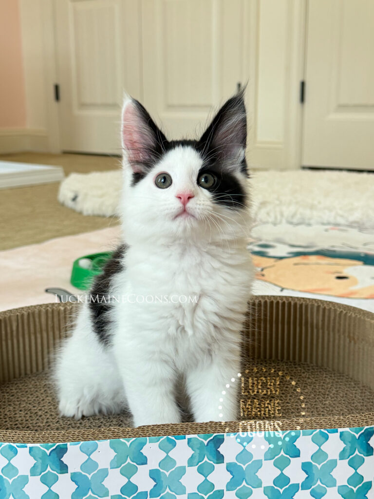  Lucki Maine Coons Grammy Winners litter, a black and white maine coon kitten named ozzy osbourne. Lucki Maine Coons Grammy Winners litter from LuckiMC Missdemeanor and IW   RW SGC Cuzzoe Gallium of Chemicoons.   