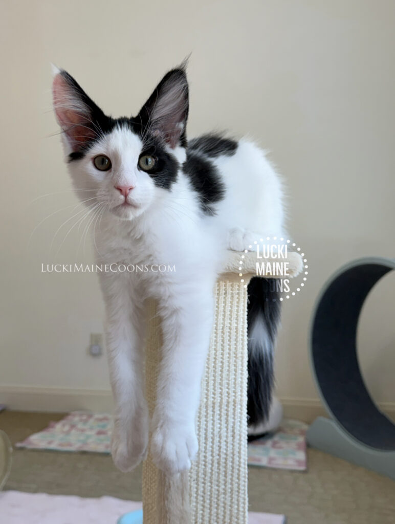 Lucki Maine Coons is an ethical Maine Coon breeder in Missouri. Black and White Maine Coon kitten named Ozzy. Lucki Maine Coons is a top breeder with award winning Maine Coon cats. Lucki Maine Coons Grammy Winners litter, Ozzy Osbourne. 