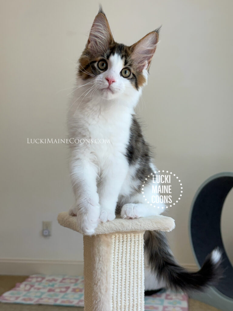 Lucki Maine Coons Grammy Winners litter, Brown Mackerel Tabby and White Maine Coon kitten named Mick Jagger. Lucki Maine Coons is a Missouri Maine Coon breeder.
