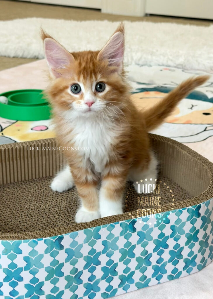 Lucki Maine Coons Grammy Winners litter, red classic tabby and white Maine Coon kitten named Stevie Nicks. Lucki Maine Coons Grammy Winners litter from LuckiMC Missdemeanor and IW   RW SGC Cuzzoe Gallium of Chemicoons.   