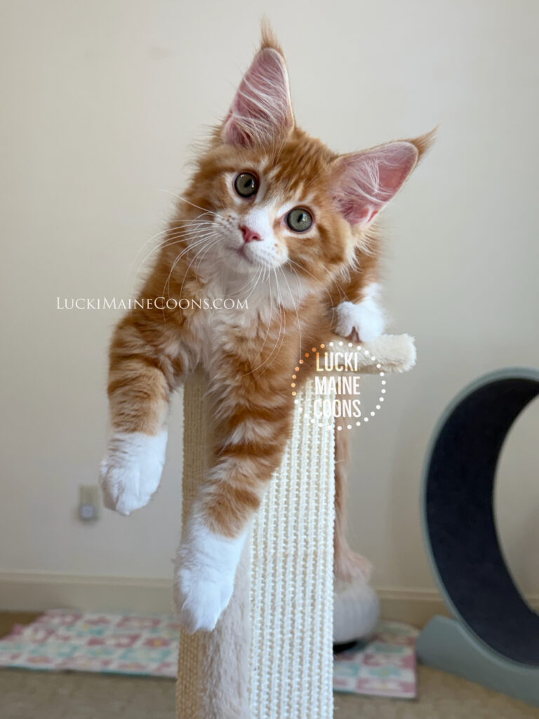 Lucki Maine Coons Grammy Winners litter a red and white Maine Coon kitten named Freddie Mercury. Lucki Maine Coons is a top Missouri Maine Coon breeder.