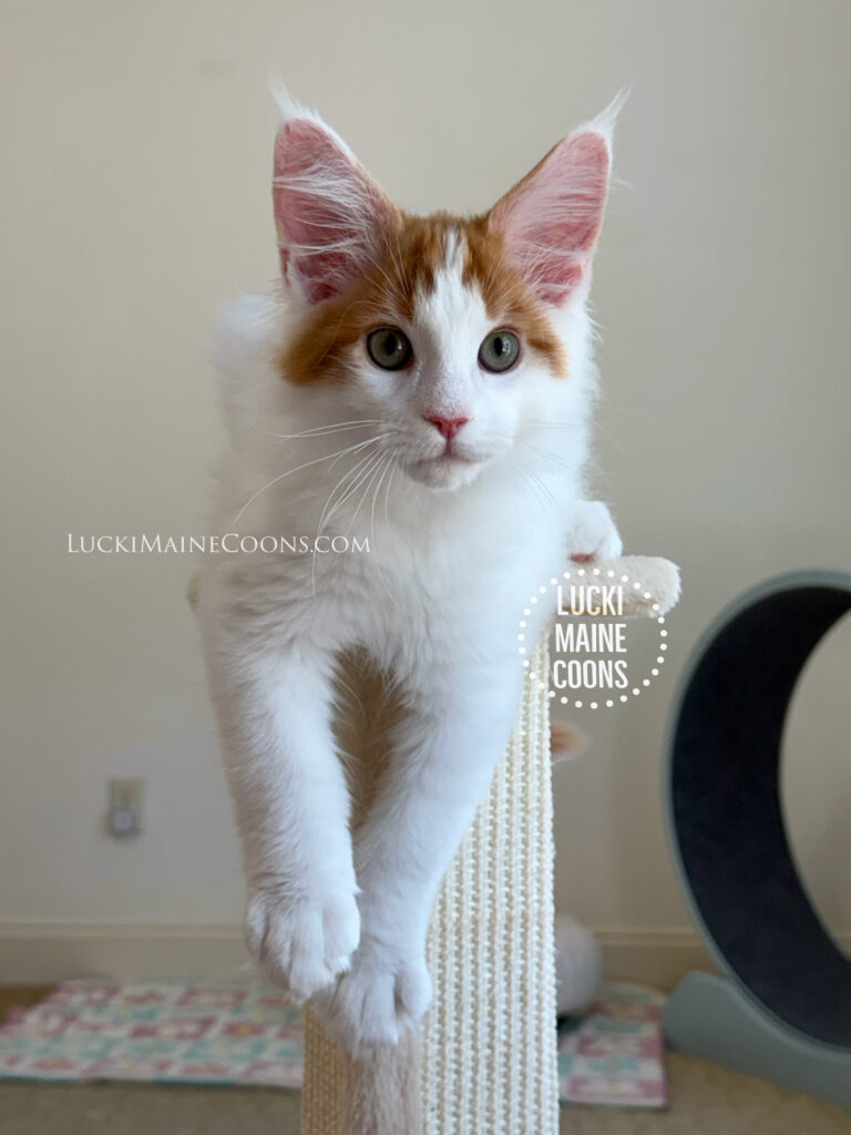 Lucki Maine Coons Grammy Winners litter a red and white Maine Coon kitten named Freddie Mercury. Lucki Maine Coons is a top Missouri Maine Coon breeder.