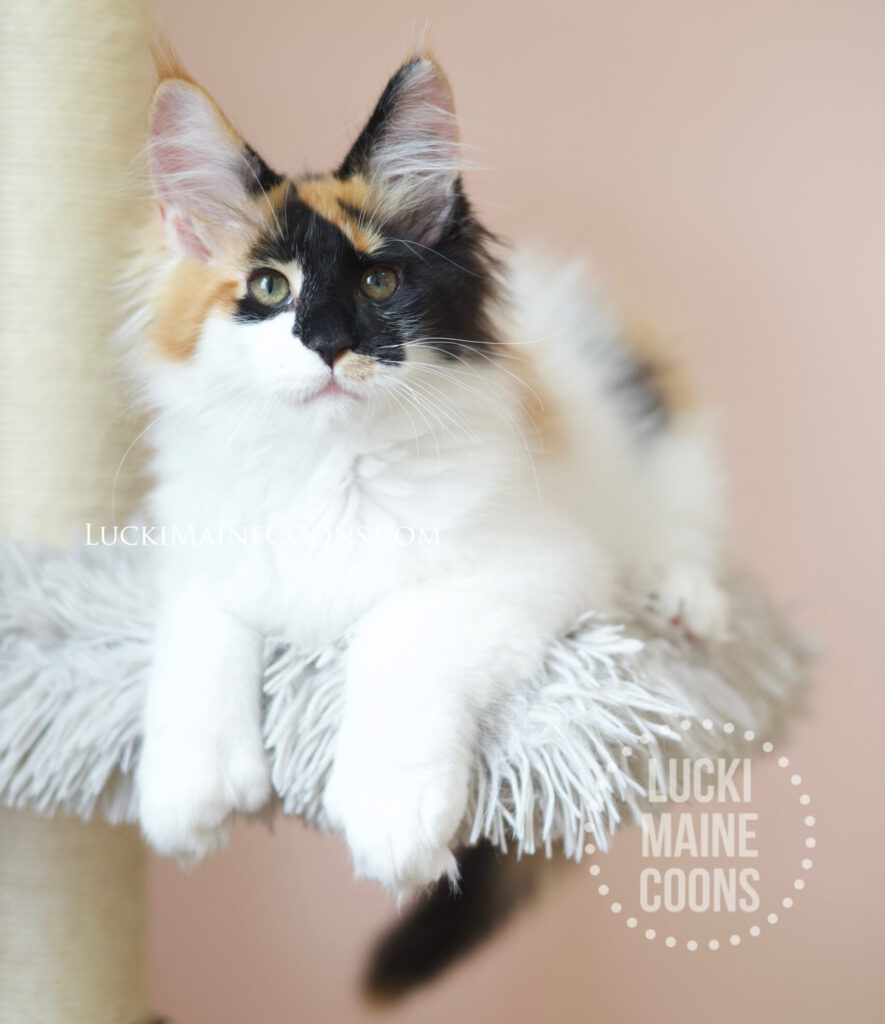 Lucki Maine Coons Available Kittens, Calico Maine Coon, Polydactyl Maine Coon, Maine Coon kittens for sale in Missouri.