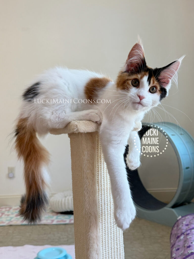 Lucki Maine Coons is a top Maine Coon breeder in Missouri. Ethically bred polydactyl Maine Coons. Lucki Maine Coons Viva Las Vegas litter of three polydactyl calico maine coon kittens.