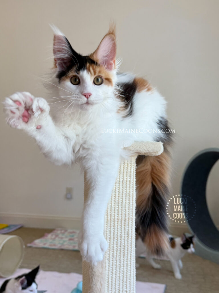 Lucki Maine Coons is one of the best Missouri maine coon breeders. Their Viva Las Vegas litter is a result of selective ethical breeding, producing the #1 Maine Coon Poly alter in TICA. Cosmo is a calico polydactyl Maine Coon kitten in missouri.