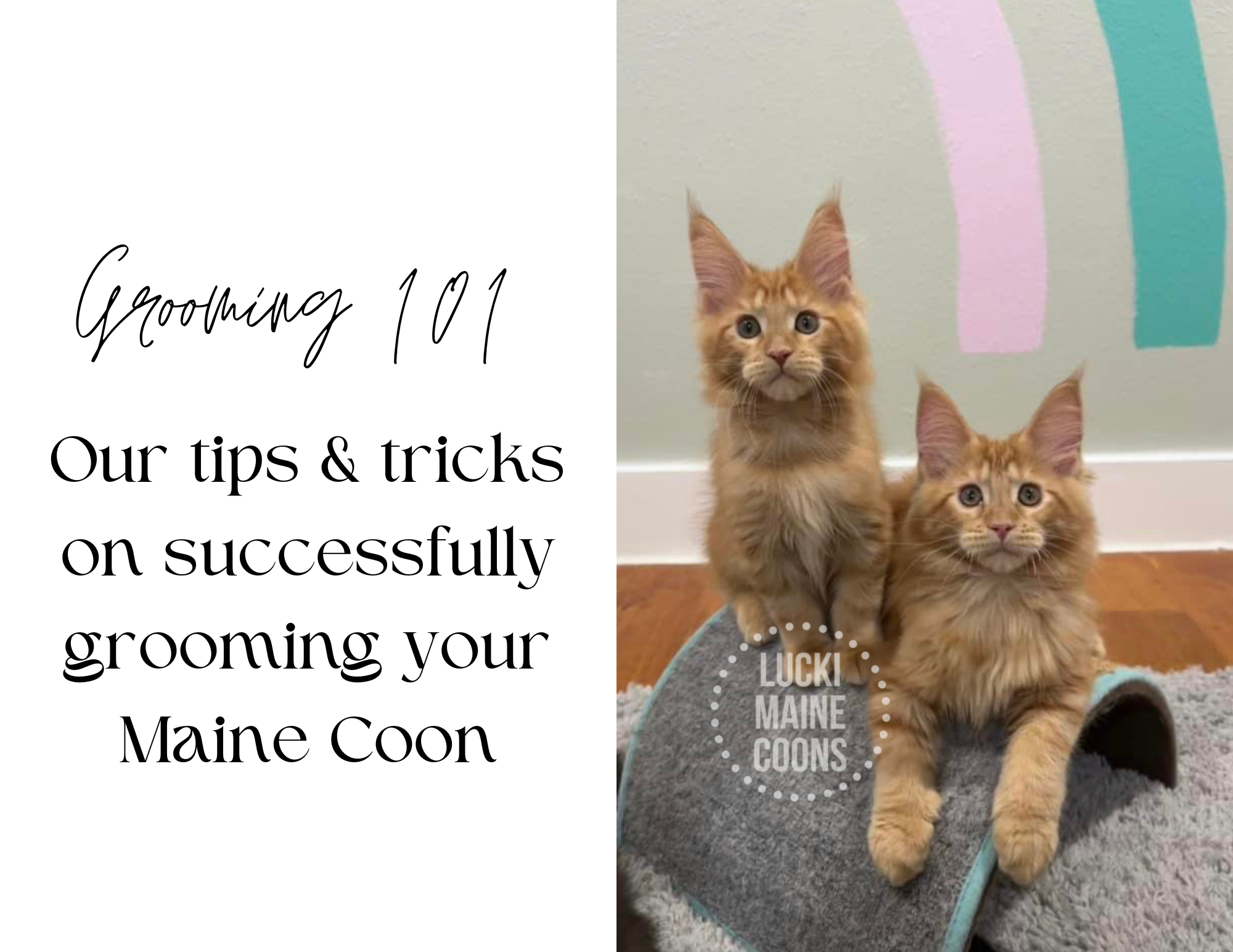 Grooming a Maine Coon