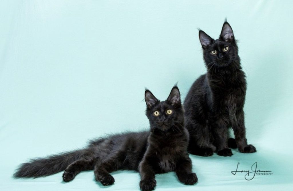 Lucki Maine Coons kittens photographed by Larry Johnson photography. LuckiMC Skittles & LuckiMC La La Lollipop both solid black female Maine Coon kittens in Missouri. Lucki Maine Coons is an award winning Maine Coon breeder in Missouri.