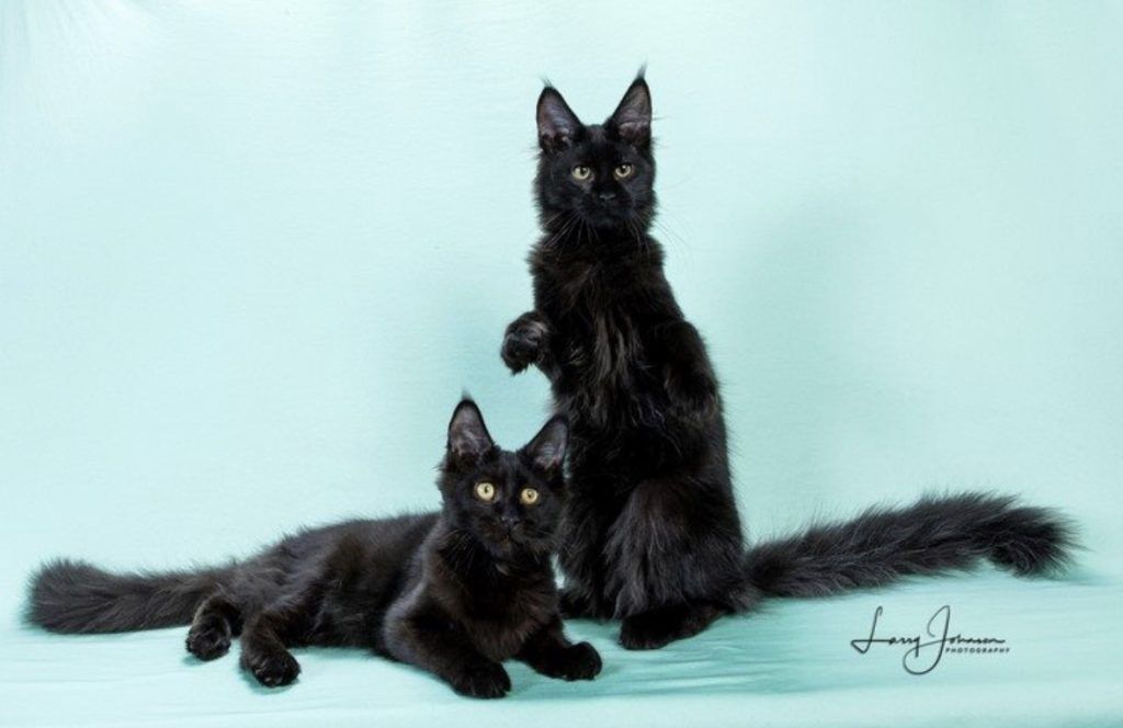Lucki Maine Coons kittens photographed by Larry Johnson photography. LuckiMC Skittles & LuckiMC La La Lollipop both solid black female Maine Coon kittens in Missouri. 