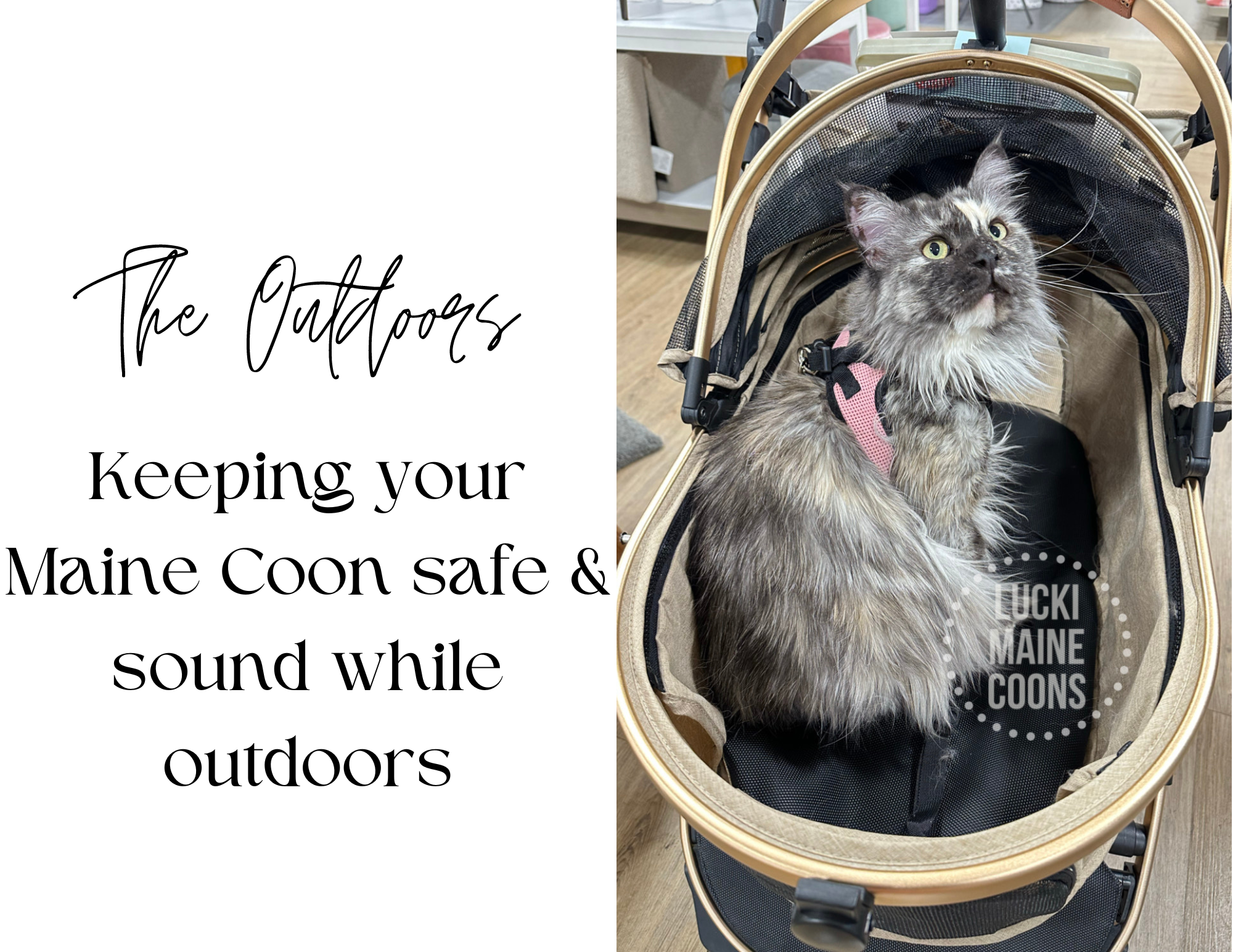 Maine Coons vs The Outdoors, Safety Tips