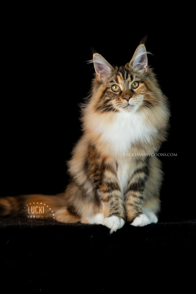 Regional Winner Quadruple Grand Champion Chemicoons TuttiFrutti of LuckiMC, Brown Classic Torbie and White Maine Coon Cat. Lucki Maine Coons is a top Missouri Maine Coon breeder.