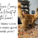 Maine Coons, The Heart of the home. Are Maine Coons good family pets? Read why Maine Coons make for excellent family pets. Lucki Maine Coons