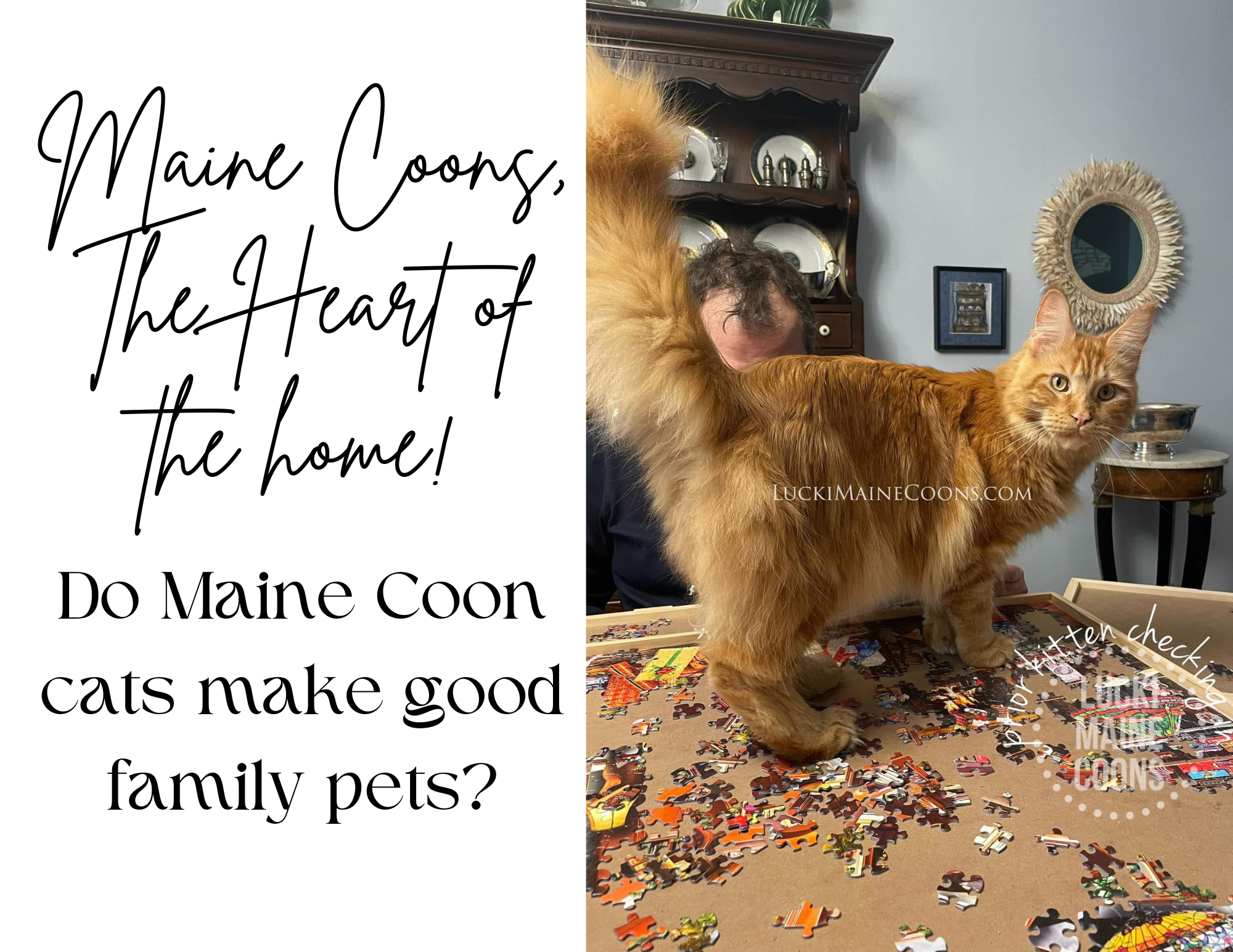 Maine Coons, The Heart of the Home