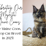 America's top cat breed in 2025, the Maine Coon cat. Maine Coon top breed, Best Cat breed,