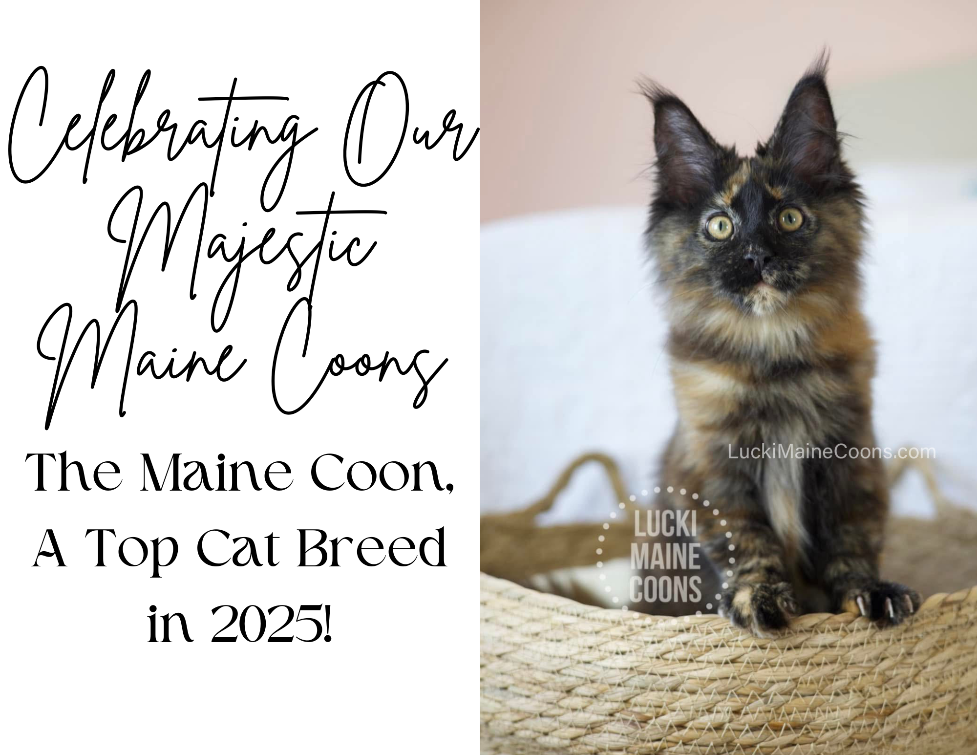 America's top cat breed in 2025, the Maine Coon cat. Maine Coon top breed, Best Cat breed,