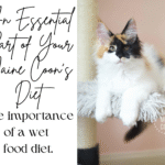 Maine Coon wet food diet, Maine Coon hydration, Feline hydration tips, Wet food for cats, Wet food for Maine Coons