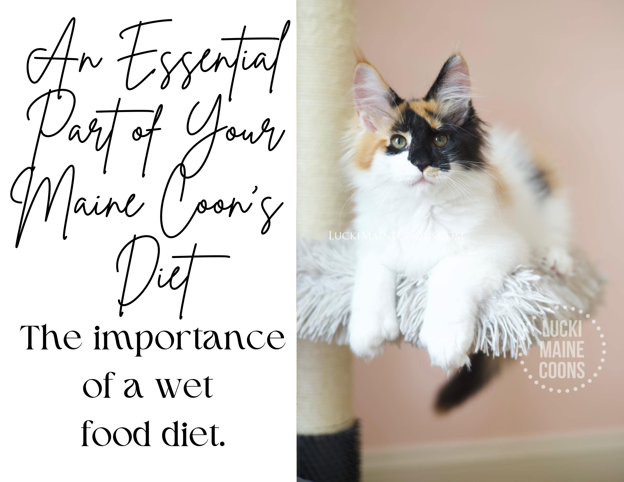 Maine Coon wet food diet, Maine Coon hydration, Feline hydration tips, Wet food for cats, Wet food for Maine Coons