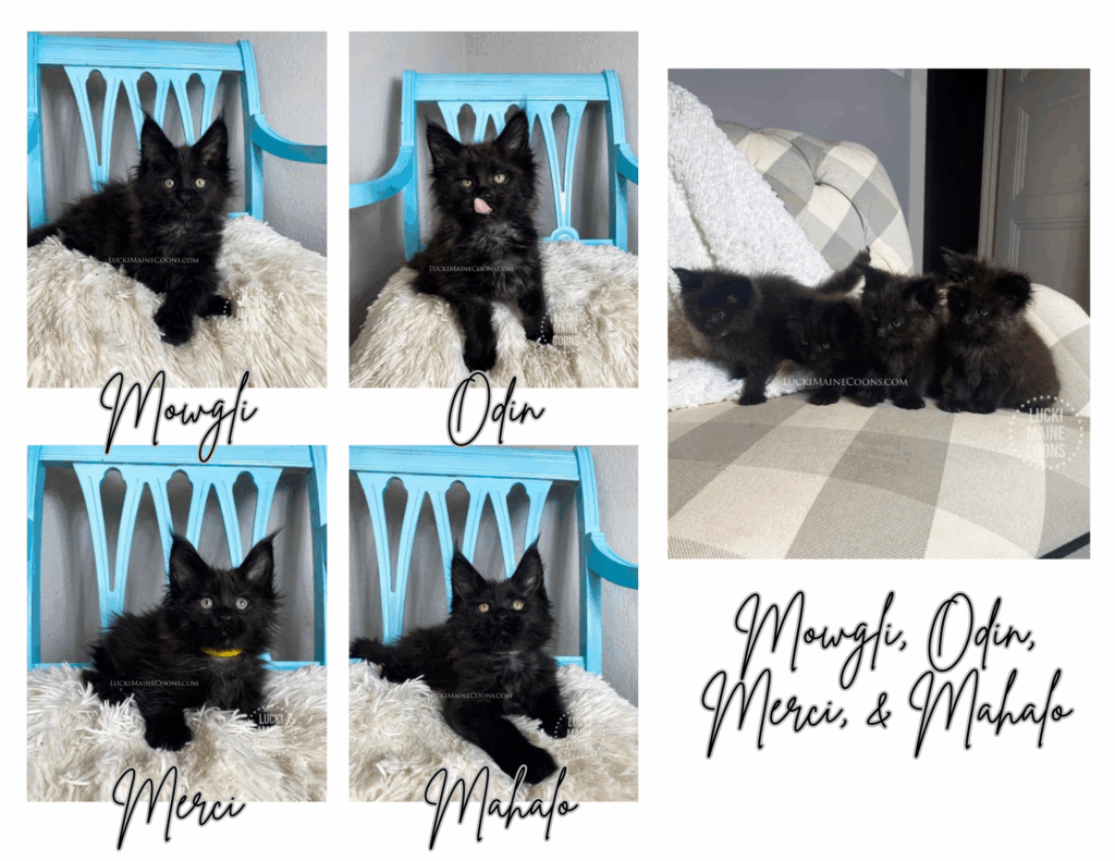 Lucki Maine Coons' Giving Thanks litter November 2021. A litter of solid black Maine Coon kittens. Copyright 2022 Lucki Maine Coons - Unauthorized use is a copyright violation. This image belongs to luckimainecoons.com