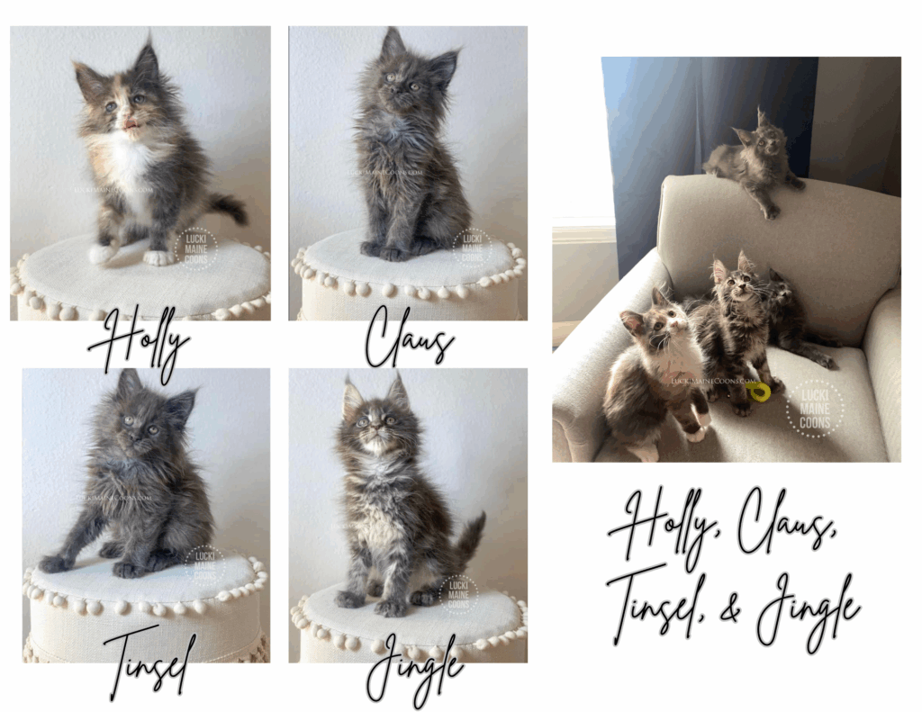 Lucki Maine Coons' Merry Catmas litter December 2021. Litter of blue, blue tabby, and blue tortie & white Maine Coon kittens in Missouri. Copyright 2022 Lucki Maine Coons - Unauthorized use is a copyright violation. This image belongs to luckimainecoons.com