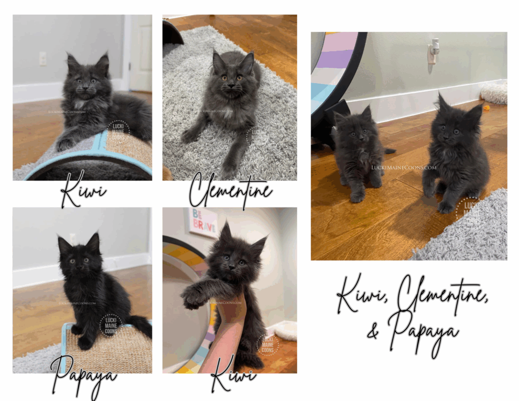 Lucki Maine Coons Endless Summer themed litter. Black Maine Coons in Missouri. Blue Maine Coons in Missouri. Copyright 2022 Lucki Maine Coons - Unauthorized use is a copyright violation. This image belongs to luckimainecoons.com