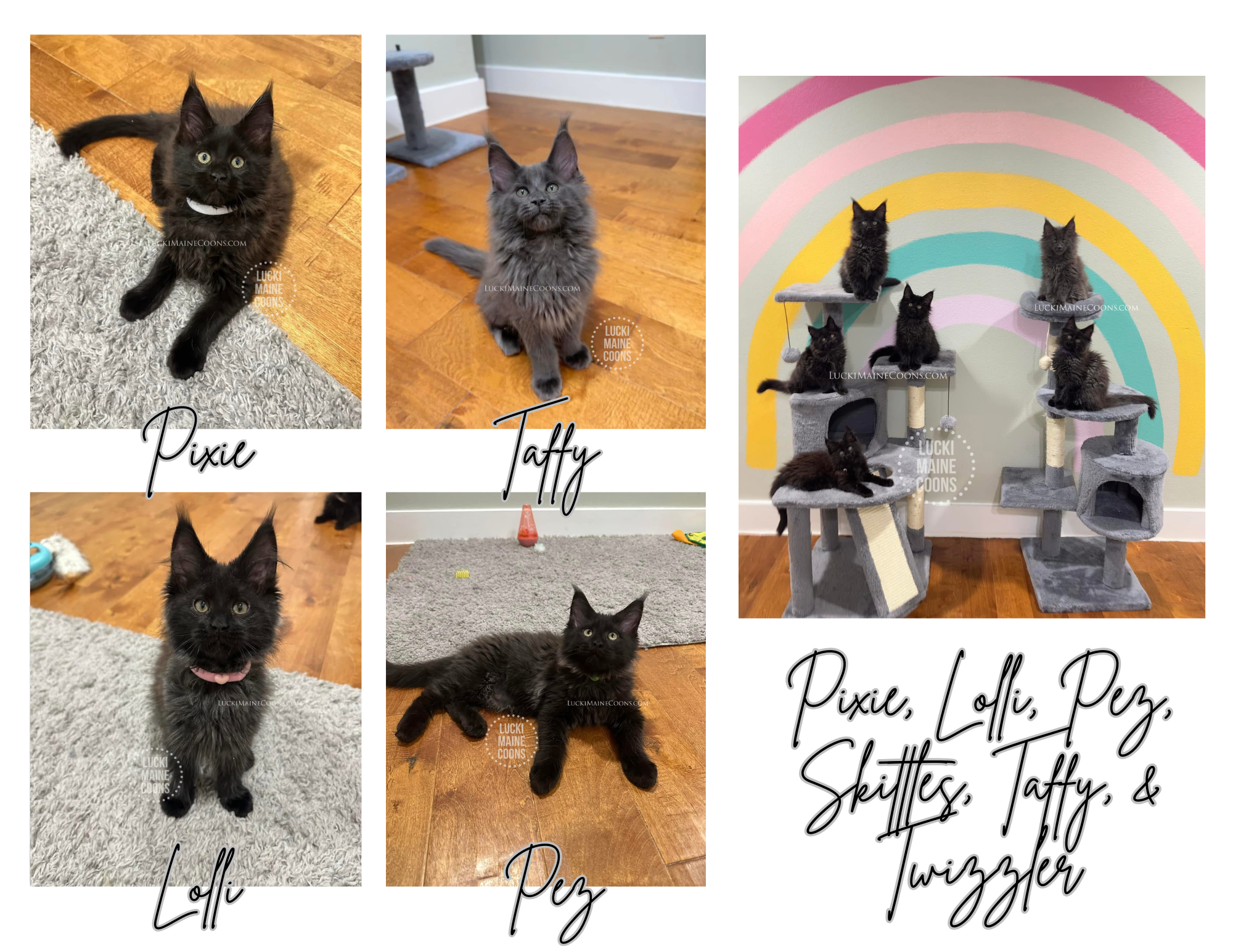 Lucki Maine Coons Candy Land themed litter. Blue Maine Coons for sale in Missouri. Black Maine Coons for sale in Missouri. Copyright 2022 Lucki Maine Coons - Unauthorized use is a copyright violation. This image belongs to luckimainecoons.com