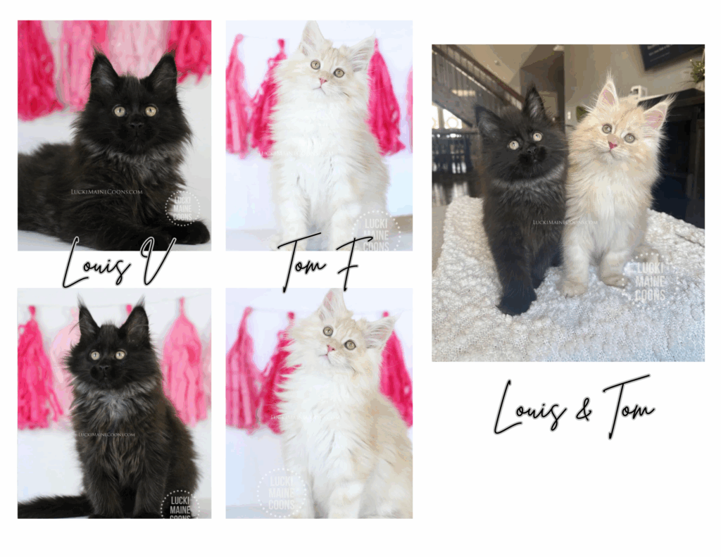 Lucki Maine Coons Luxury themed litter. Black Maine Coons for sale in Missouri. Red Smoke Maine Coon kittens for sale in Missouri. Copyright 2022 Lucki Maine Coons - Unauthorized use is a copyright violation. This image belongs to luckimainecoons.com