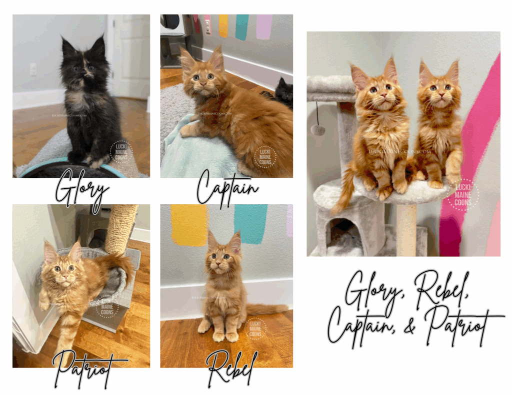 Lucki Maine Coons Patriotic themed litter. Red Maine Coons in Missouri. Black Tortie Maine Coon kittens for sale in Missouri. Copyright 2022 Lucki Maine Coons - Unauthorized use is a copyright violation. This image belongs to luckimainecoons.com
