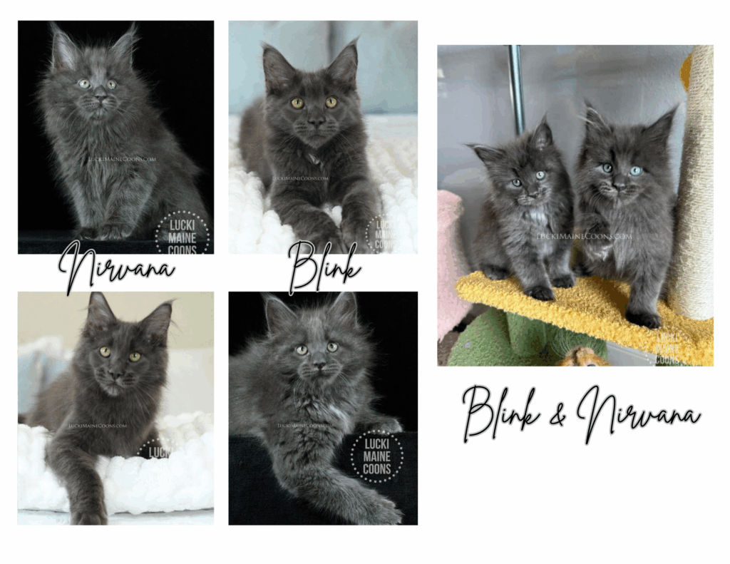 Blue Maine Coon kittens for sale in Missouri. Lucki Maine Coons Nineties themed litter. Copyright 2022 Lucki Maine Coons - Unauthorized use is a copyright violation. This image belongs to luckimainecoons.com