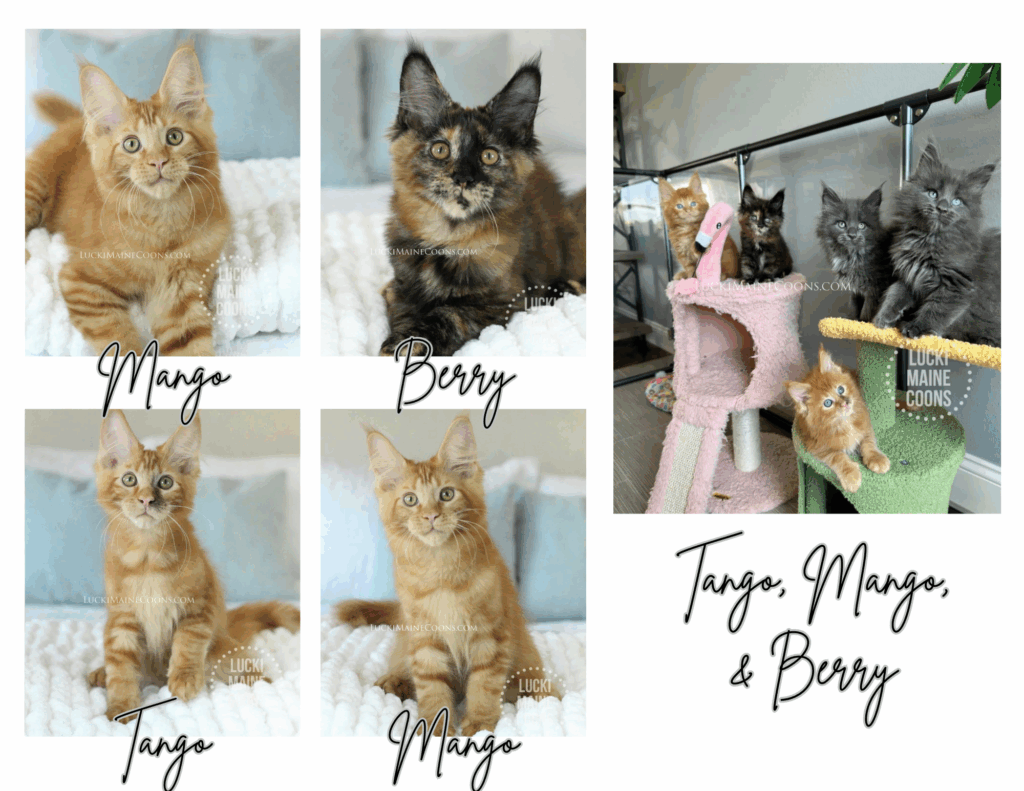 Lucki Maine Coons Orange Julius themed litter. Red Maine Coon kittens for sale in Missouri. Black Tortie Maine Coon kittens for sale in Missouri. Copyright 2022 Lucki Maine Coons - Unauthorized use is a copyright violation. This image belongs to luckimainecoons.com