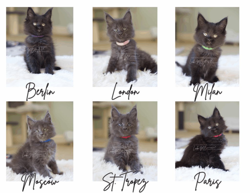Lucki Maine Coons' Tourist litter that was born in August. A litter of solid black and blue Maine Coon kittens in Missouri. Missouri Maine Coon breeders kitten gallery. Lucki Maine Coons kitten gallery of their Maine Coon kittens.