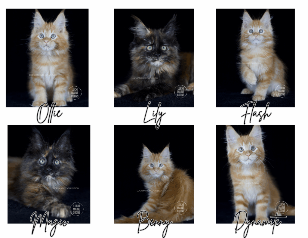 Lucki Maine Coons' Queen litter, born February 2024. Lucki Maine Coons litter of Red and Black Tortie Maine Coon kittens in Missouri. Ethical Maine Coon breeder in Missouri.