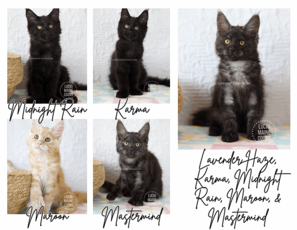 Lucki Maine Coons' Swifties litter born in May. A litter of black smoke, red silver, and solid black maine coon kittens. Maine Coon kittens in Missouri. Missouri Maine Coon breeders kitten gallery. Lucki Maine Coons kitten gallery of their Maine Coon kittens.