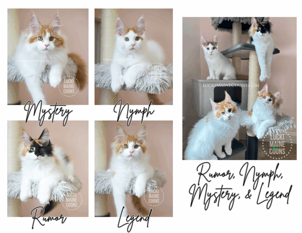 Lucki Maine Coons' Unforgettable litter born December 2024. Calcio Maine Coon kittens and Red and White Maine Coon kittens in Missouri.