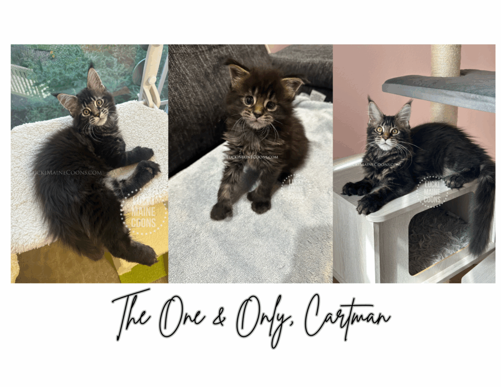 Brown Tabby Maine Coon kittens - South Park Singleton (March 2025)
