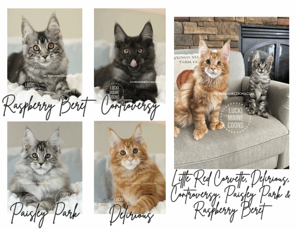 Lucki Maine Coons' Prince litter, litter of Red Maine Coons, Black Silver Tabby Maine Coon, Black Silver Torbie Maine Coon, Black Smoke Maine Coon kittens. Maine Coon breeder in Missouri.