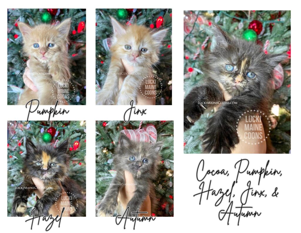 Maine Coon kittens in Missouri named after Hocus Pocus. Litter of tortie Maine Coon kittens born on Halloween 2021. Copyright 2022 Lucki Maine Coons - Unauthorized use is a copyright violation. This image belongs to luckimainecoons.com