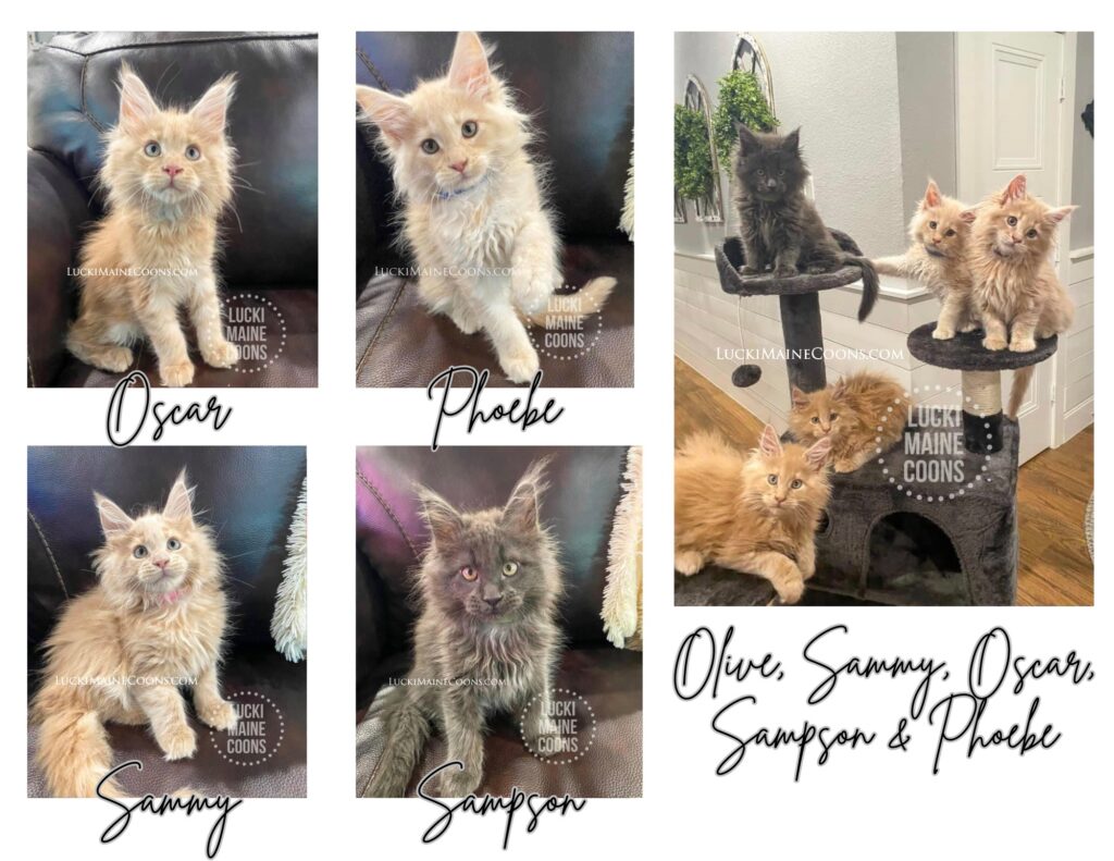 Lucki Maine Coons Spring litter born in March 2021. Litter of Maine Coon kittens, cream maine coons, blue maine coons. Lucki Maine Coons Maine Coon kittens in Missouri. Copyright 2022 Lucki Maine Coons - Unauthorized use is a copyright violation. This image belongs to luckimainecoons.com