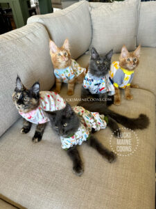 Lucki Maine Coons Nineties litter and Lucki Maine Coons Orange Julius litter in the spay and neuter outfits. Why spaying and neutering your pets matters. Mammary tumor risk reduction, pyometra prevention in Maine Coons. Being a responsible pet owner is having your pets spayed and neutered. 
