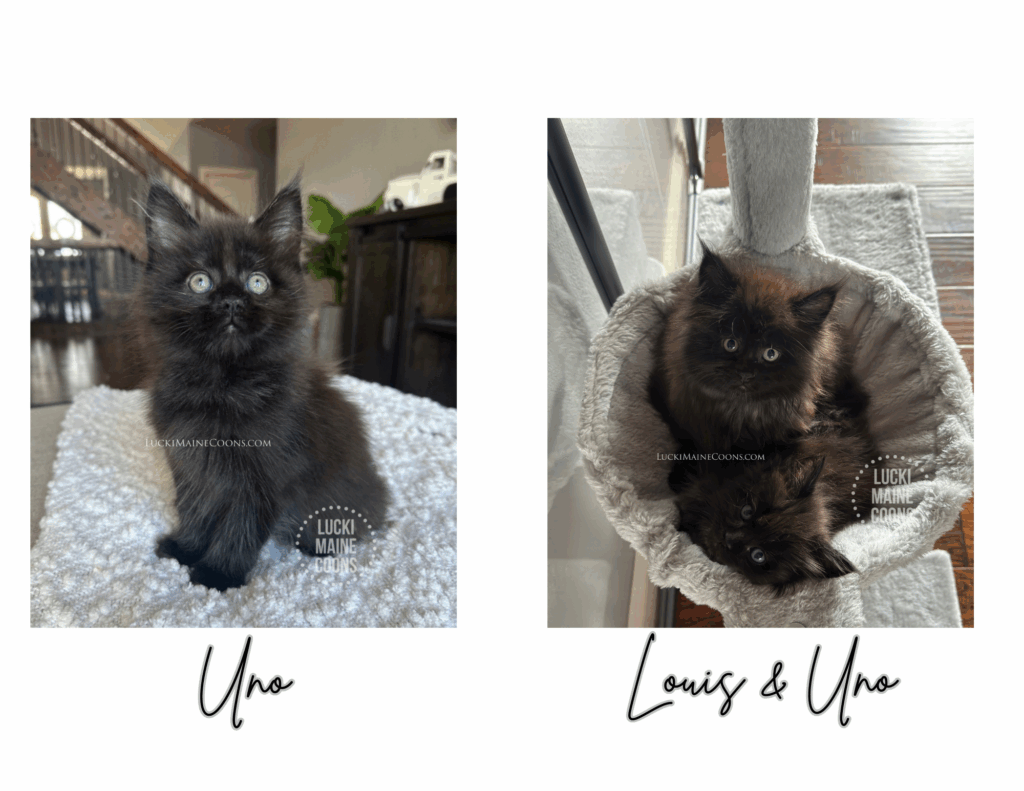Uno, Lucki Maine Coons' Singleton kitten born November 2022. A solid black Maine Coon kitten. Copyright 2022 Lucki Maine Coons - Unauthorized use is a copyright violation. This image belongs to luckimainecoons.com
