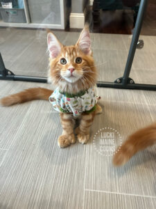 Lucki Maine Coons Prince litter in Missouri. Red Tabby Maine Coon Kitten in Missouri named Little Red Corvette.