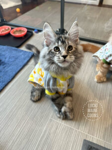 Lucki Maine Coons kitten Paisley Park, A Black Silver Torbie Maine Coon Poly kitten.