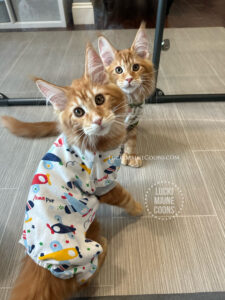Lucki Maine Coons Prince litter, Little Red Corvette the Red Tabby Maine Coon kitten and Delirious the Red Tabby Maine Coon kitten.
