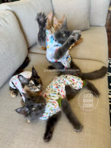 Lucki Maine Coons Nineties litter and Lucki Maine Coons Orange Julius litter in the spay and neuter outfits. Why spaying and neutering your pets matters. Mammary tumor risk reduction, pyometra prevention in Maine Coons. 