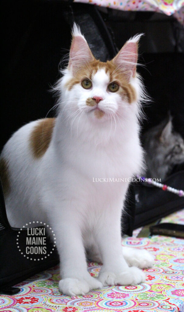 Lucki Maine Coons' Gorgeous Polydactyl Queen. Alexa, TICA's Best Red / White Maine Coon Poly Cat in TICA 2024. Well-bred Polydactyl Maine Coons. Best Maine Coon breeders