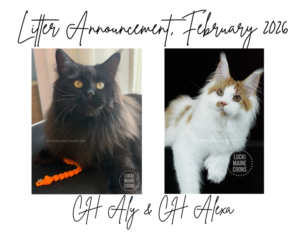 Lucki Maine Coons Champion Maine Coon cats litter. Lucki Maine Coons Viva Las Vegas litter. Calico Maine Coon kittens in Missouri. Maine Coon Poly. Polydactyl Maine Coon kittens in Missouri. One of the top Maine Coon breeders in Missouri.